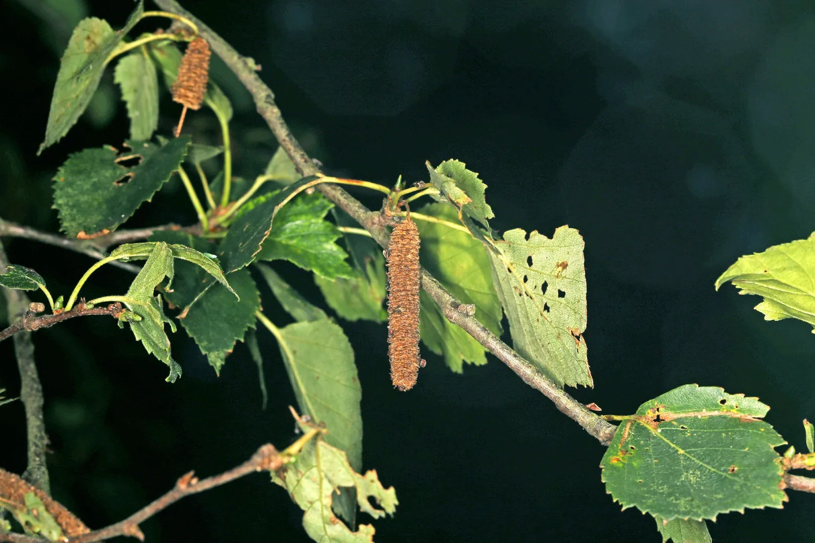Kleine zwarte beestjes